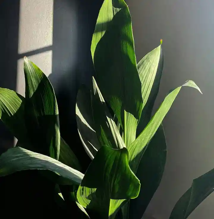 imagen de Aspidistra con hojas color verde en una sombra pero con el sol marcandose la forma de una ventana