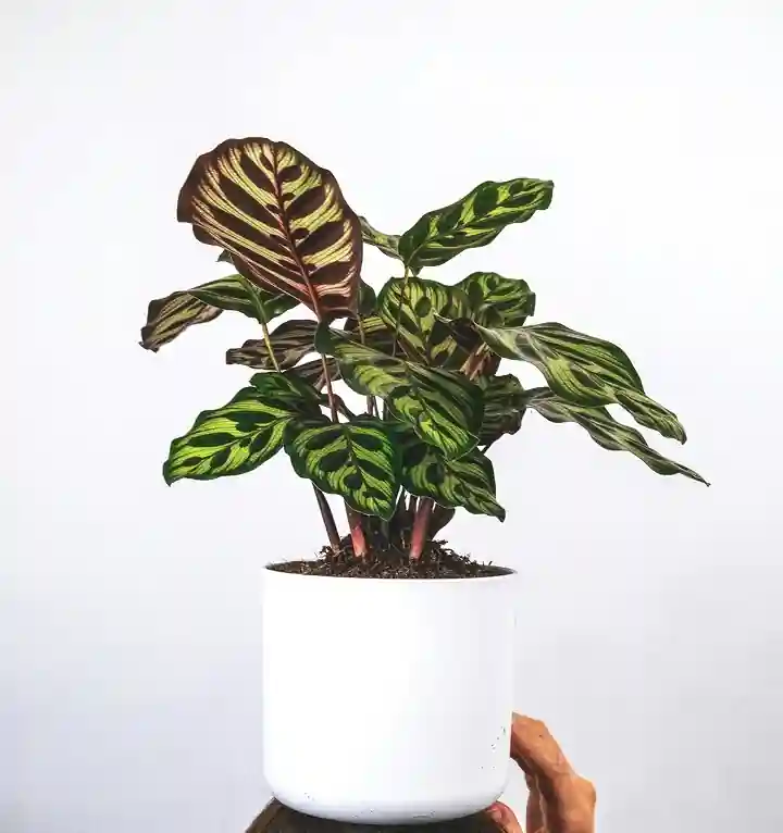 calathea en una maceta blanca frente a una pared blanca y con flores verdes y moradas