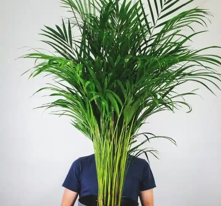 foto de palmera areca con hojas verdes siendo sostenida en una maceta por una persona que se ve de fondo tapado por las hojas