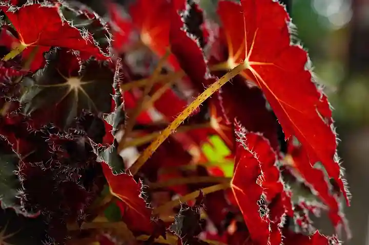 foto de begonia rex con hojas de color rojo cubriendo todo el espacio de la imagen (foto)