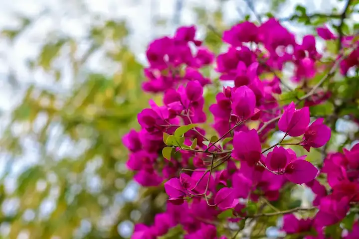 Ramas de buganvilla en un árbol