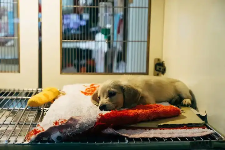 foto de cachorro hechado en una tela descansando en una veterinaria