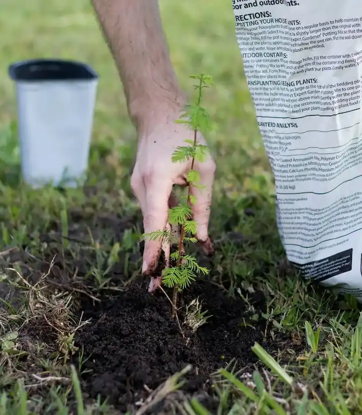 foto de una mano plantando una planta con una bolsa de fertilizante al costado