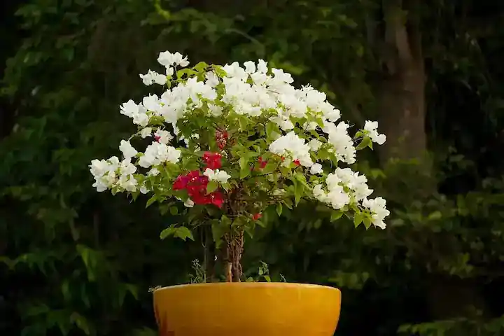 foto de una planta en una maceta al lado de una ventana