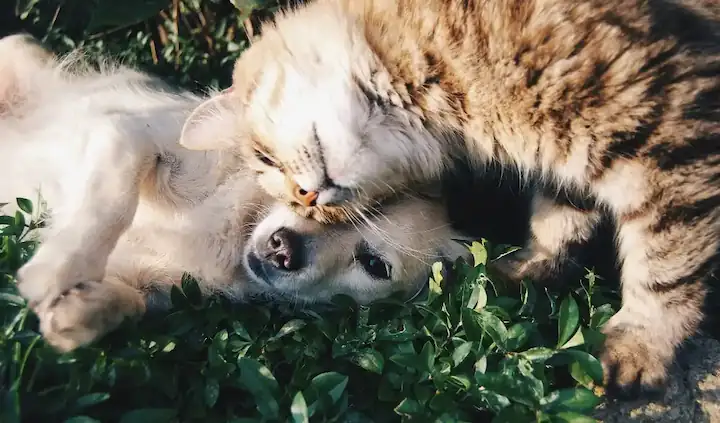 foto de un gato y un perro dormidos juntos con angulo de camara desde arriba con angulo cenital