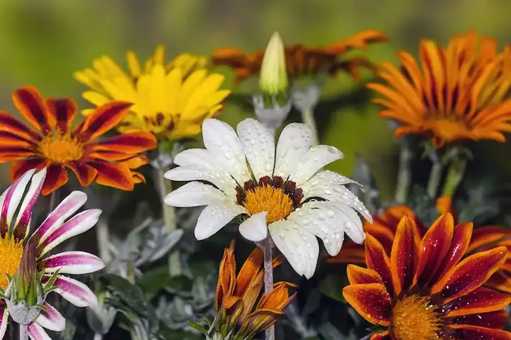 Primer plano de una flor de gazania con pétalos amarillos y naranjas