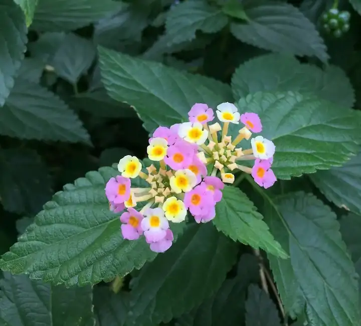 Vista cenital de una lantana en floración con flores multicolores