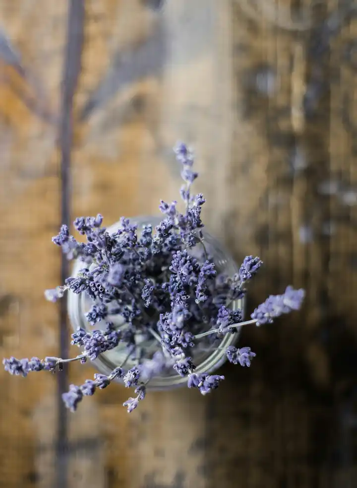 Primer plano de una planta de lavanda floreciendo con flores moradas