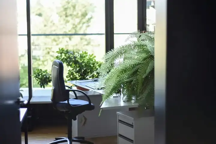 foto de oficina con la planta Helecho de Boston en una maceta