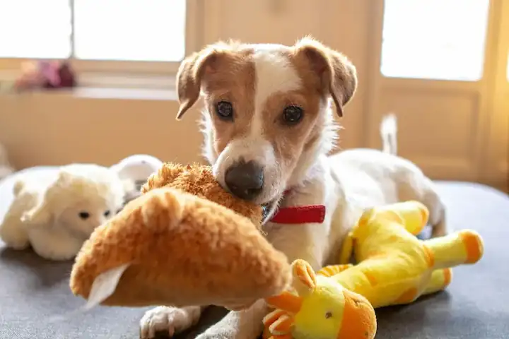 foto de un perro con un juguete de peluche en el hocico