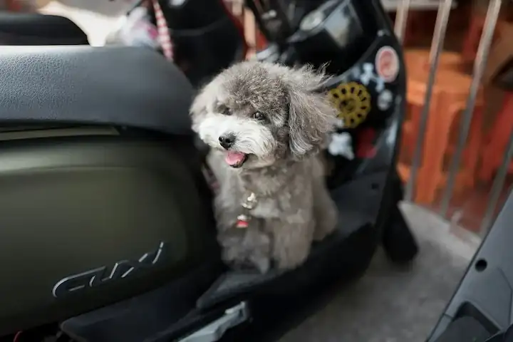 foto de un perro pequeño peluchon color gris arriba de una motoneta