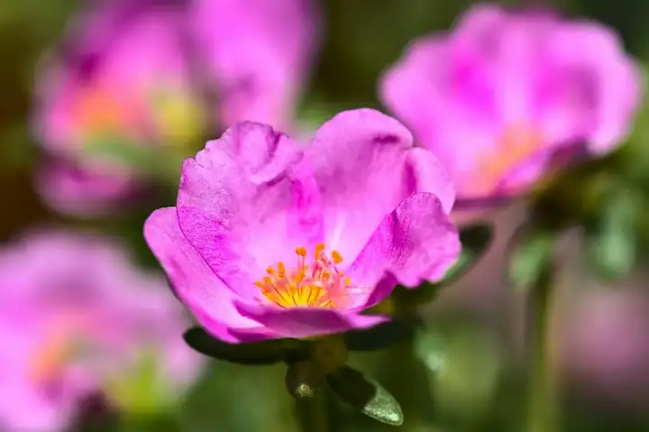 Portulaca en floración mostrando flores de colores brillantes