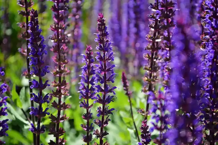 Primer plano de una planta de salvia con hojas verdes y flores violetas