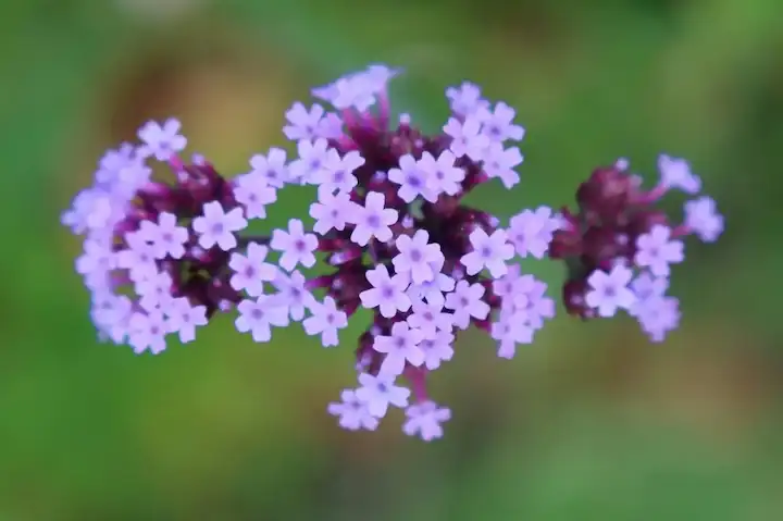 Vista cenital de una verbena floreciendo con flores moradas