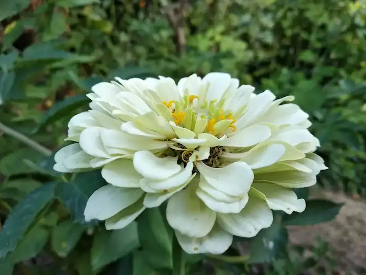 Primer plano de una zinnia blanca con pétalos delicados